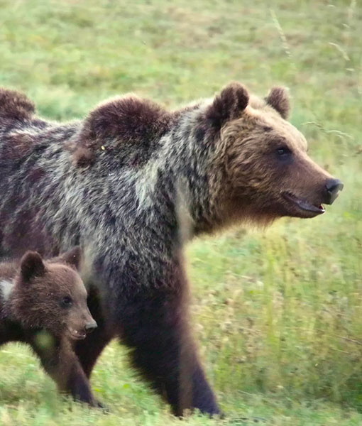 Orso Marsicano