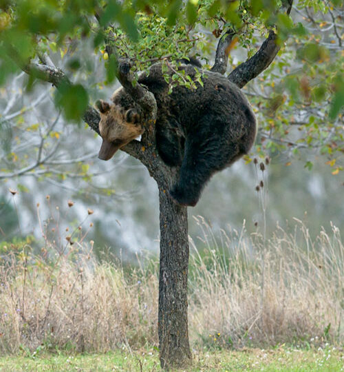 Orso Marsicano